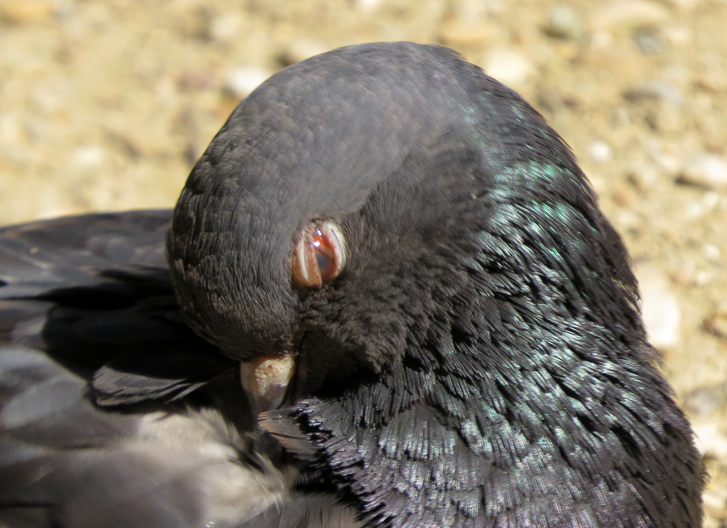 Pigeon Morphs by Athena