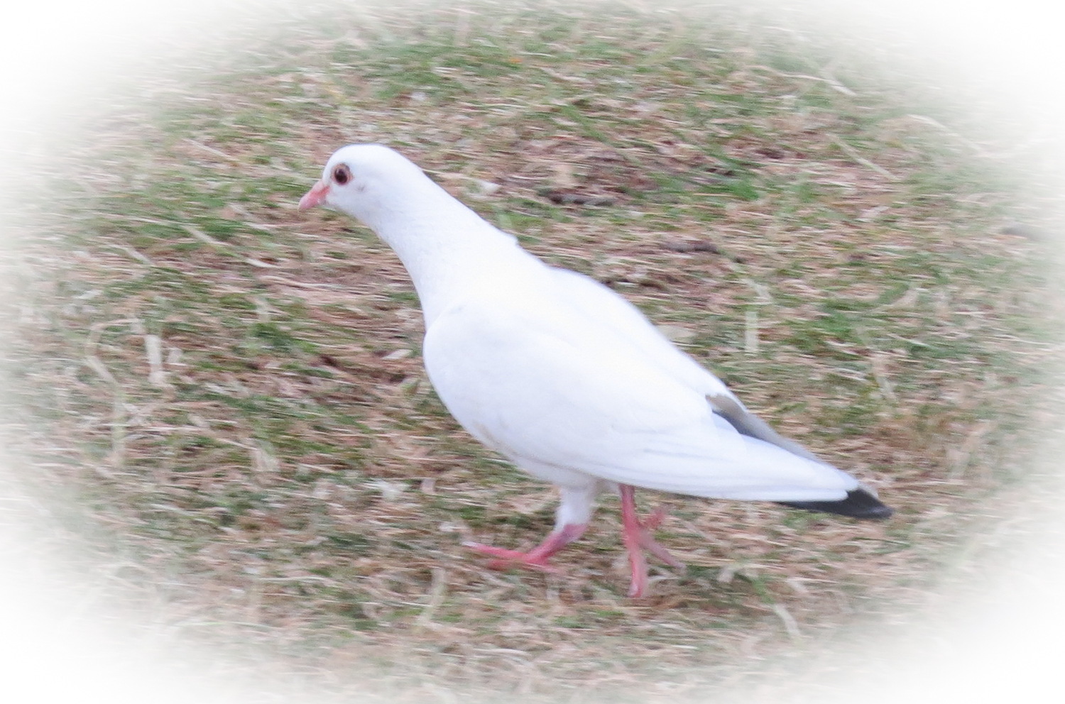 Fun Questions about Birds in Paris by Athena