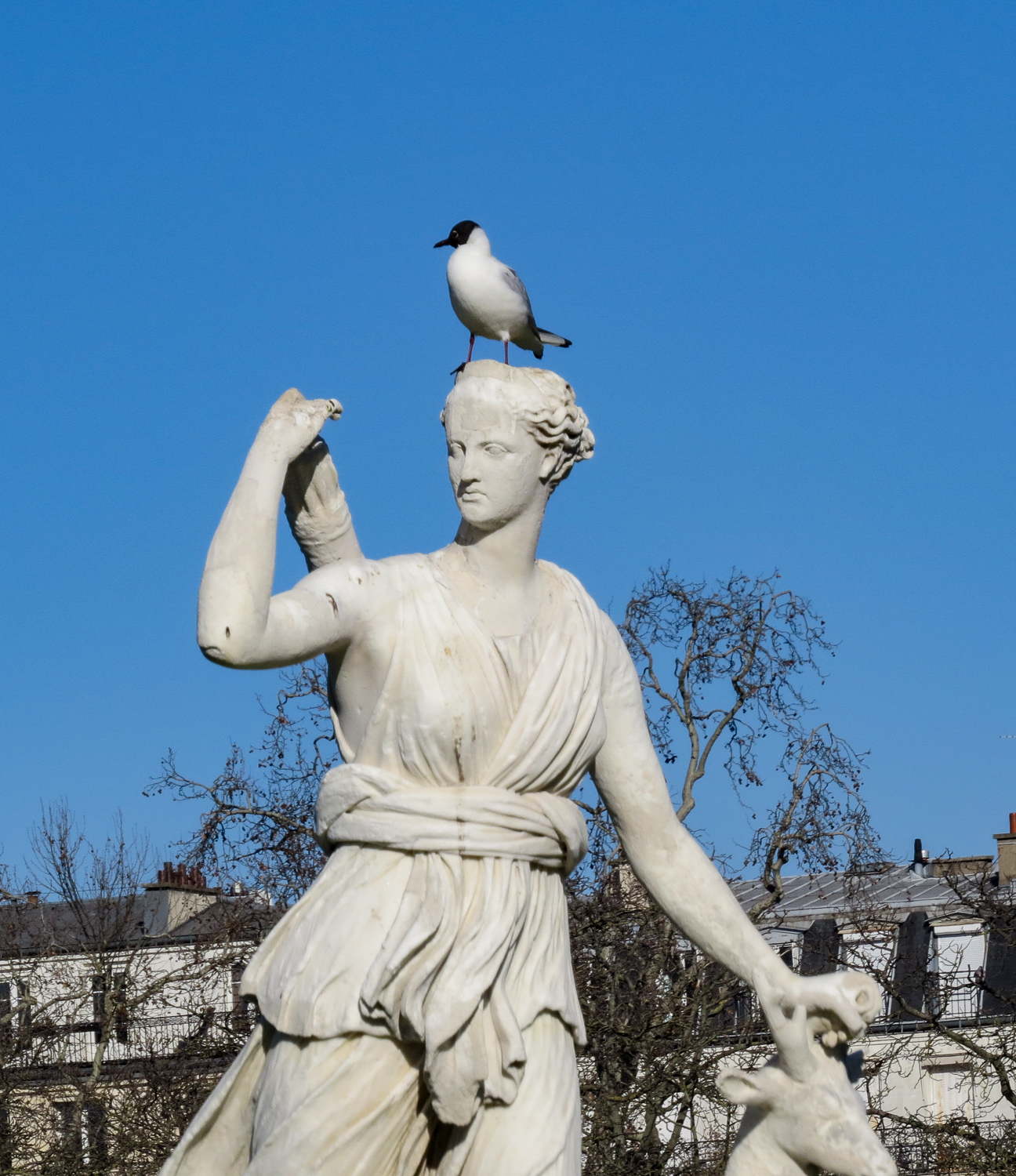 Birding in Jardin du Luxembourg